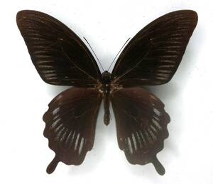 butterfly specimen teifobsage is deiphobus * Seram Is.
