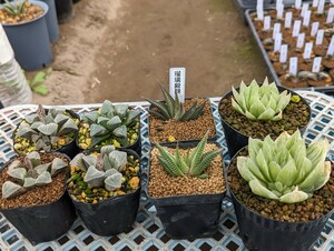 多肉植物　ハオルチアセット【写真10枚目は非売品】