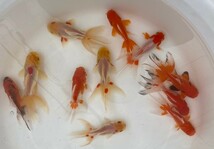 ■ オランダ獅子頭 二歳魚 ■ 11匹セット 約10cm~13cm ■ 4－8 土曜日発送です。■発送不可地域あり_画像3