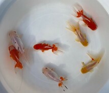 ■オランダ獅子頭 二歳魚 ■ 7匹セット 約11~14cm ■ 7－4 土曜日発送です。■発送不可地域あり_画像2