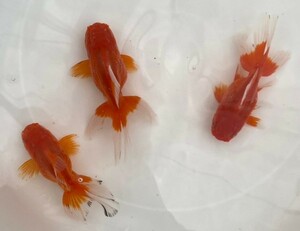 ■オランダ獅子頭 二歳魚 ■ 3匹セット 約15cm ■ 12－7 土曜日発送です。■発送不可地域あり