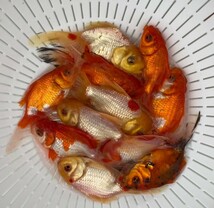 ■ オランダ獅子頭 二歳魚 ■ 11匹セット 約10cm~13cm ■ 4－8 土曜日発送です。■発送不可地域あり_画像4