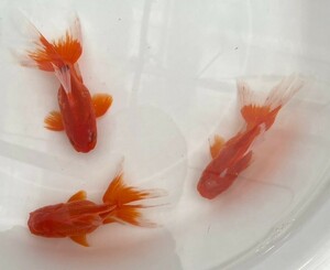 ■オランダ獅子頭 二歳魚 ■ 3匹セット 約15cm ■ 11－8 土曜日発送です。■発送不可地域あり