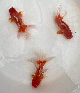 ■オランダ獅子頭 二歳魚 ■ 3匹セット 約15cm ■ 12－6 土曜日発送です。■発送不可地域あり