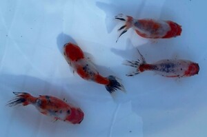 ■ 江戸錦 二歳魚 ■ 4匹セット 約9cm ■ 2－17 土曜日発送です。■発送不可地域あり