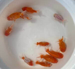 ■ 桜錦 二歳魚 ■ 20匹セット 約10~13cm ■ 30－27 土曜日発送です。■発送不可地域あり