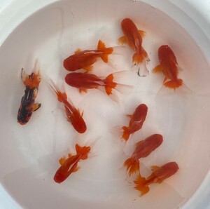 ■オランダ獅子頭 二歳魚 ■ 10匹セット 約15cm ■ 25－4 土曜日発送です。■発送不可地域あり