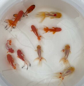 ■ オランダ獅子頭 二歳魚 ■ 11匹セット 約10cm~13cm ■ 4－8 土曜日発送です。■発送不可地域あり