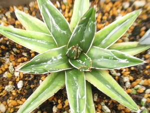 . leaf * succulent plant * cactus * agave .* shining mountain 