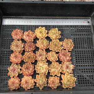 多肉植物24個 0206-D030 オレンジライト エケベリア カット苗 寄植え