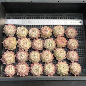 多肉植物24個 0206-D070 シークレットクイーン エケベリア カット苗 寄植え