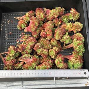 多肉植物17個 0206-K009 レティジア綴化 エケベリア カット苗 寄植え