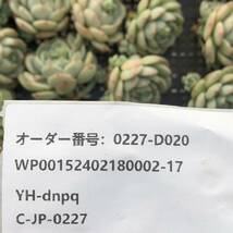 多肉植物24個 0227-D020 バニラビス Hyb エケベリア カット苗 寄植え_画像3