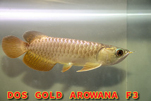 売り切り、インドネシア産　純血本物過背金龍『　ＤＯＳ・ＧＯＬＤ・AROWANA　Ｆ３　』人気の砲弾型旧タイプ　超光沢ゴールド　NO.1394_画像4