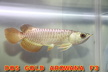 売り切り、インドネシア産　純血本物過背金龍『　ＤＯＳ・ＧＯＬＤ・AROWANA　Ｆ３　』人気の砲弾型旧タイプ　超光沢ゴールド　NO.1394_画像6