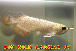 売り切り、インドネシア産　純血統、極上過背金龍『　ＤＯＳ・ＧＯＬＤ・AROWANA　Ｆ３　』ゴールデンヘッド　フルカラータイプ　NO.8889