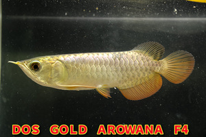 インドネシア産　極上、純血統、本物過背金龍『　ＤＯＳ・ＧＯＬＤ・AROWANA　Ｆ３』　ゴールデンヘッドタイプ　NO.8882