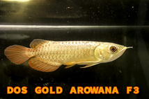 売り切り、本場マレーシア産　極上、純血本物過背金龍『　ＤＯＳ・ＧＯＬＤ・AROWANA・Ｆ３』　フルゴールデン２４ｋ強烈光沢　NO.8890_画像4