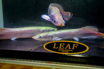 ラスト１匹　大人気の古代魚　極美、レッド・ピラルク　本場アマゾン・ペルー産　発色抜群のファイヤーテール３０ｃｍ± おとひめ激食い中_画像2