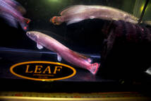 ラスト１匹　大人気の古代魚　極美、レッド・ピラルク　本場アマゾン・ペルー産　発色抜群のファイヤーテール３０ｃｍ± おとひめ激食い中_画像4