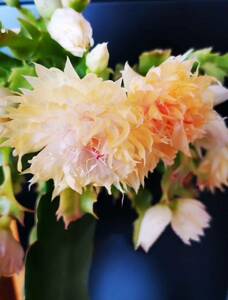 多肉植物　大輪シャコバサボテン　秋菊 （超大きなブーケ型）