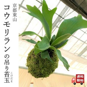 『コウモリランの吊り苔玉』ビカクシダ★アルキコルネ★苔玉★インテリア★観葉植物★送料無料_320