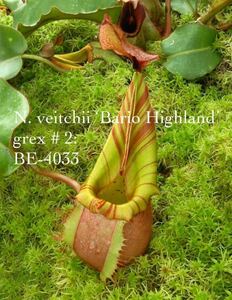 BE-4033 N. veitchii ‘Bario Highland’ - grex # 2ウツボカズラ 食虫植物 L size