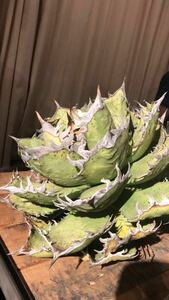 超特選アガベ　Agave.tijanota `Felipe Otero’あのFOアガベ.ティタノタFO76胴切子株スーパーレア