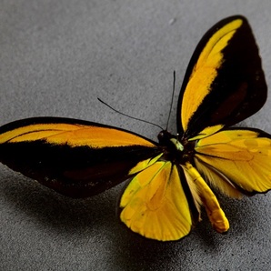 ■外国産蝶標本 アカメガネトリバネアゲハ A♂ バチャン 島 野外採集品の画像2