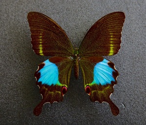  foreign product butterfly specimen ta Mira naru Limo nage is A* south India production field collection goods 