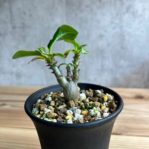 A5 パキポディウムウィンゾリー★ Pachypodium windsorii ★コーデックス　良型　塊根植物　実生1