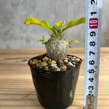 A3 パキポディウムウィンゾリー★ Pachypodium windsorii ★コーデックス　良型　塊根植物　実生1_画像5