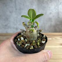 A5 パキポディウムウィンゾリー★ Pachypodium windsorii ★コーデックス　良型　塊根植物　実生1_画像4