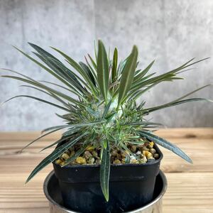 H1 ★パキポディウム グラキリス★ Pachypodium glacilius★コーデックス　良型　塊根植物　実生