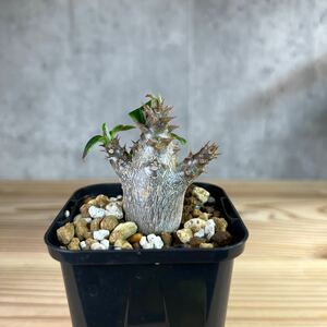 3 パキポディウムウィンゾリー★ Pachypodium windsorii ★コーデックス　良型　塊根植物　実生1