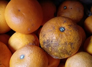 八朔 和歌山県産 3Kg 中玉 訳あり はっさく 特産品 フルーツ ほろ苦甘酸っぱい みかん 柑橘類
