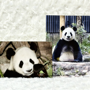 ＜新品♪＞リーリー ポストカード（上野動物園）＆ブロマイド 写真 2L判（毎日パンダ）2点セット②／ジャイアントパンダ 力力 シャンシャン