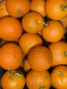 橙（だいだい） 無農薬 8.2kg サイズ混合