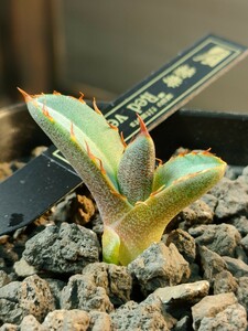 【hiiro】アガベ レッドヴェノム 子株 agave titanota red venom（検 チタノタ オテロイ イラン レッドベノム 