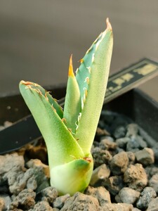 【hiiro】アガベ 鳳凰 フェニックス 子株 agave titanota phoenix（検 チタノタ オテロイ 阿修羅 騎士