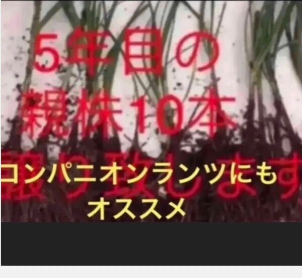 万能野菜、農薬や化学肥料や除草剤不使用の　露地育ち、しっかり根の親株5年以上のニラ　株分け苗　20芽　　