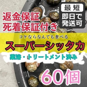 【60個＋α】スーパーシッタカ貝★コケ取り貝★薬浴・トリートメント済み！