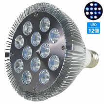 【新品即納】24W(2W×12) 12LED 白6/青6 電球 E26 口金 水槽 用 照明 植物育成 スポット ライト LED 交換 アクアリウム 電気 水草 サンゴ_画像1