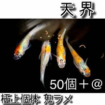 【ご購入翌日までに京都から発送】天界 メダカの卵☆50個＋@ 極上個体 鬼ラメ☆_画像1