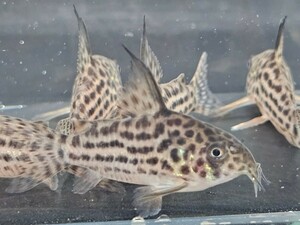 金魚家【ラージスポットアラグアイエンシス】【4.5cm～4.8cm】【5匹】【鹿児島県陸送発送】【翌日着地区限定】【商品説明要確認】