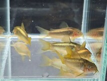 金魚家【イルミネータスゴールド】【3.7cm～4.0cm】【5匹】【鹿児島県陸送発送】【翌日着地区限定】【商品説明要確認】_画像2