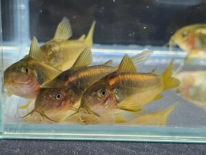 金魚家【イルミネータスゴールド】【3.7cm～4.0cm】【5匹】【鹿児島県陸送発送】【翌日着地区限定】【商品説明要確認】