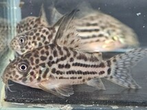 金魚家【ラージスポットアラグアイエンシス】【4.5cm～5.0cm】【5匹】【鹿児島県陸送発送】【翌日着地区限定】【商品説明要確認】_画像1