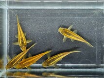 金魚家【イルミネータスゴールド】【3.5cm～4.0cm】【5匹】【鹿児島県陸送発送】【翌日着地区限定】【商品説明要確認】_画像10