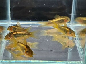 金魚家【イルミネータスゴールド】【3.5cm】【5匹】【鹿児島県陸送発送】【翌日着地区限定】【商品説明要確認】